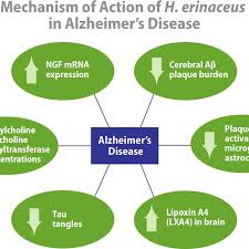 Treating Alzheimer’s Disease with Natural Products